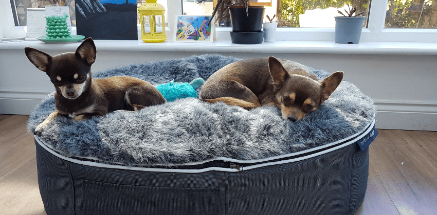 Small Dog Breeds for Apartment Living - PD Insurance NZ