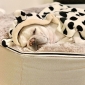 Medium Luxury Indoor/Outdoor Dog Bed (Cappuccino)